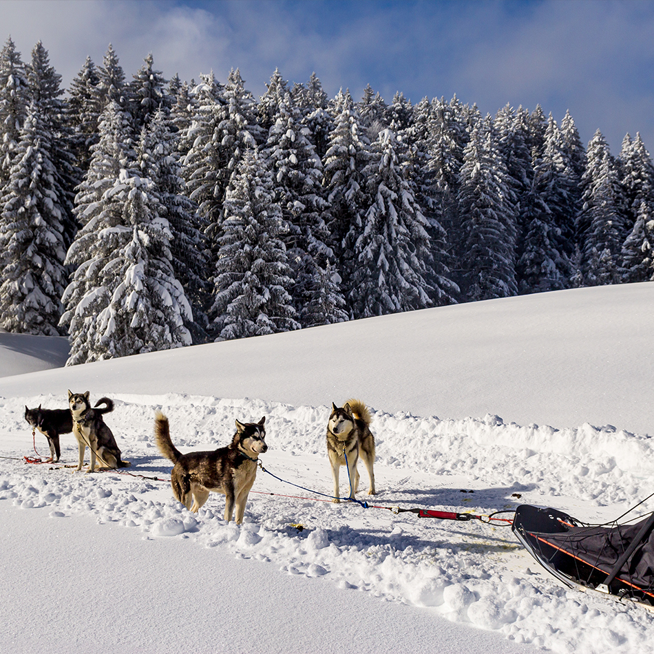 Chiens de traineau